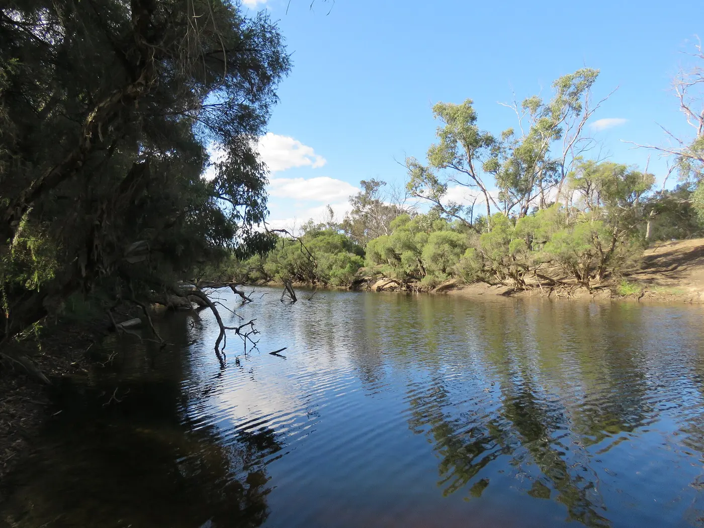 A calm river lined with trees beside a caravan park at Boyup Brook, Western Australia